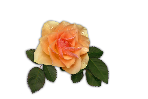 rose apricot flower