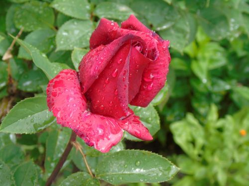 rose flower rosa