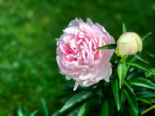 rose peony flower
