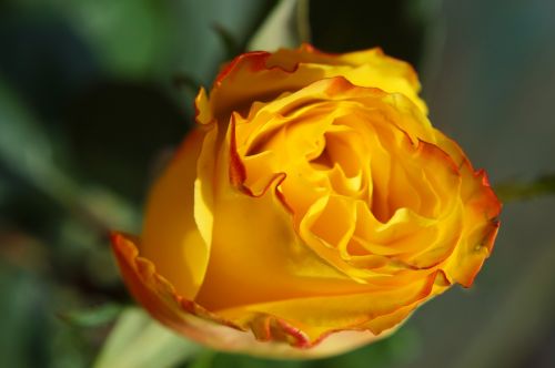 rose yellow blossom