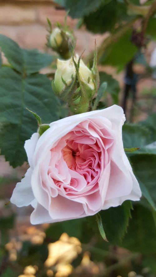 rose pink blossom