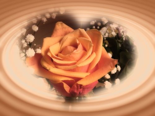 rose flower heart