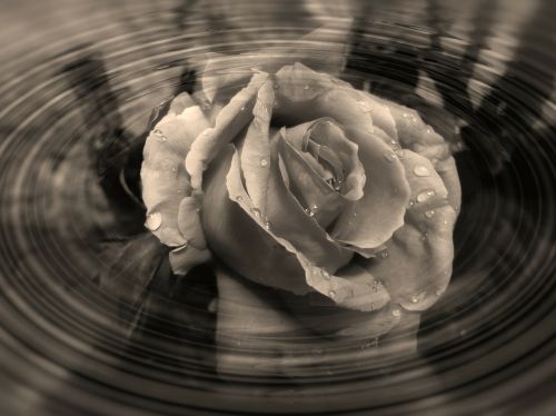 rose flower heart