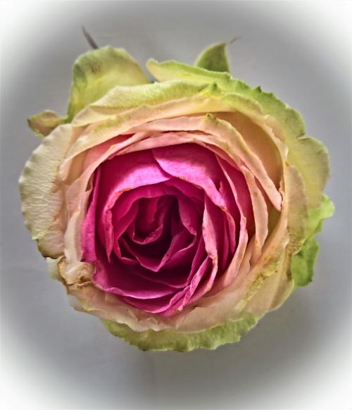 rose single bloom floribunda