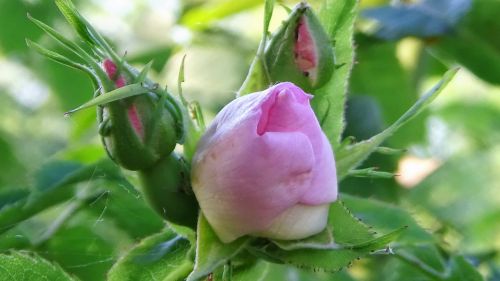 rose buds pink
