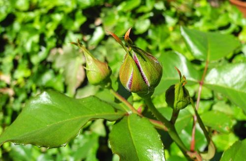 rose bud rosebud