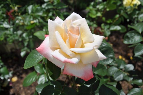rose white rose bloom