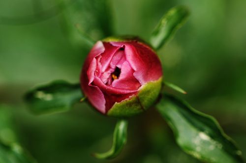 rose rosebud flower