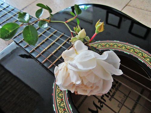 rose white rose guitar