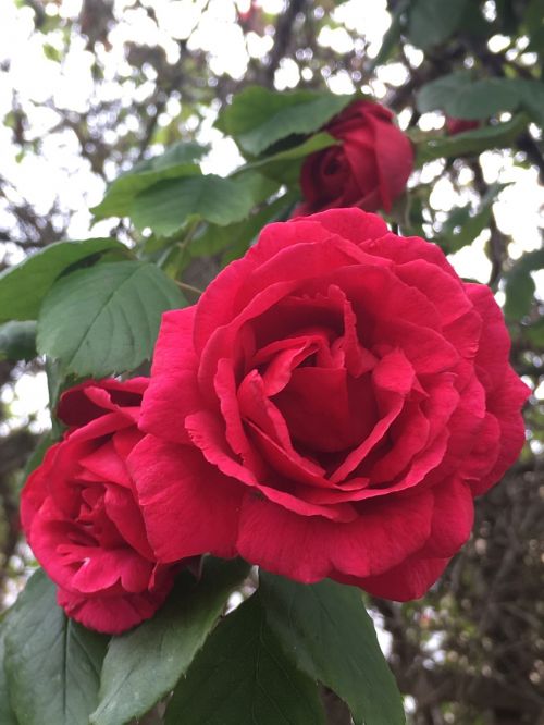 rose red red rose