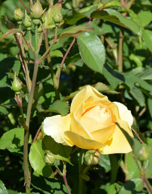 rose rose greenhouse blossom