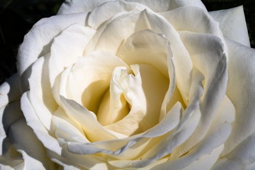 rose white rose blossom
