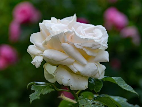 rose snow white shrub rose