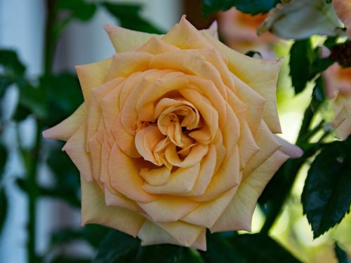 rose baroque shrub rose
