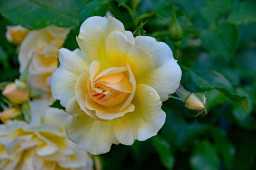 rose romantica floribunda