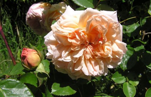 rose apricot colour