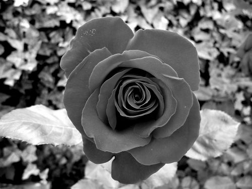 rose flower black and white