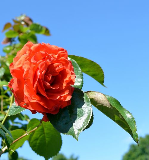 rose floribunda blossom