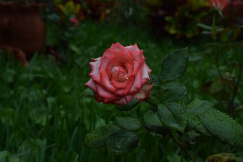 rose flower nature