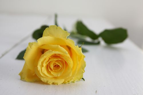 rose yellow rose flower
