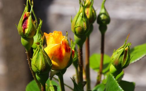 rose buds flower