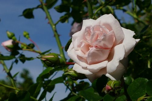rose rose bloom pink