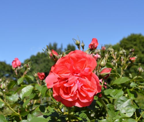 rose floribunda blossom