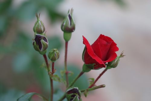 rose flower red rose