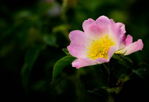 rose wild flower