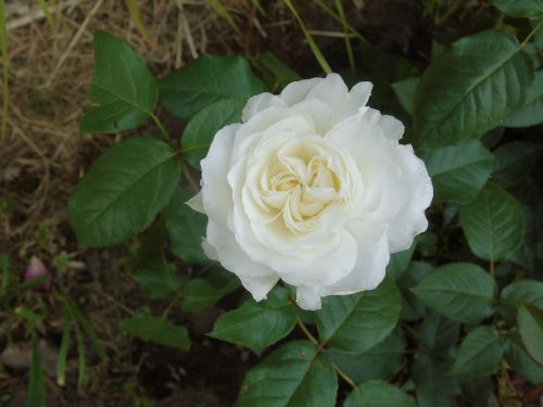 rose flower white