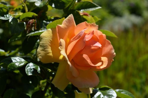 rose floribunda blossom