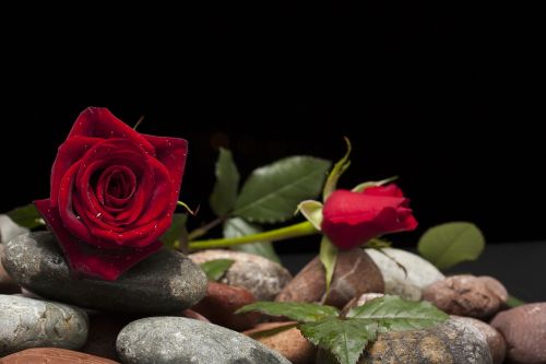 rose love flower
