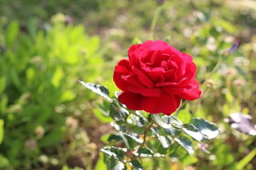 rose red flower