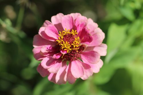 rose nature flower