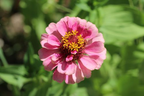 rose nature flower