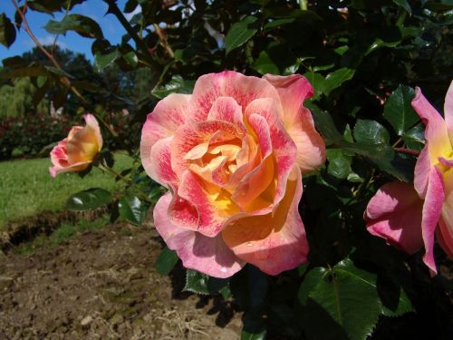 rose garden bud