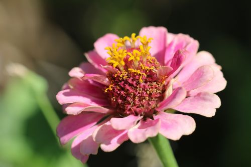 rose nature flower