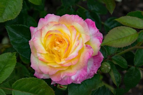 rose pillnitz shrub rose