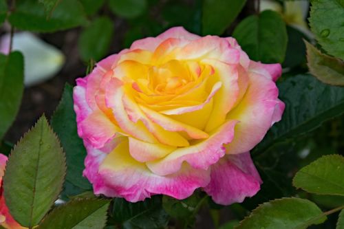 rose pillnitz shrub rose