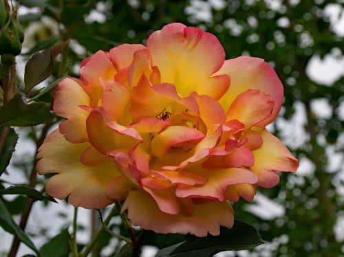 rose parure d'or climbing rose
