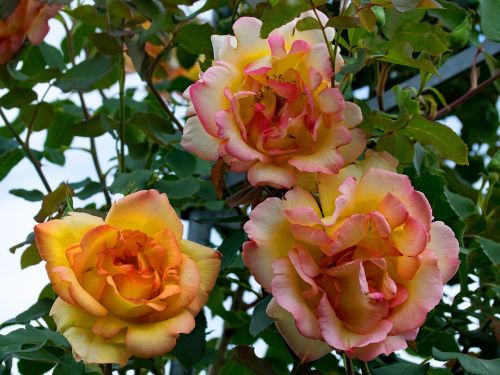 rose parure d'or climbing rose