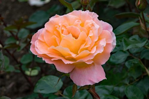 rose rosemary harkness floribunda