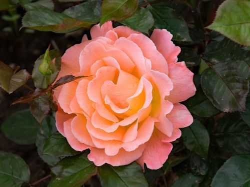 rose the world floribunda