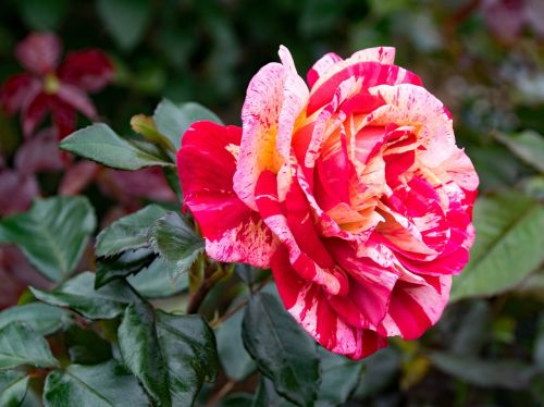 rose brocéliande floribunda