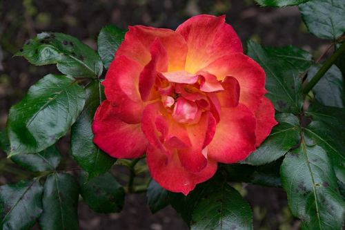rose breeding junction