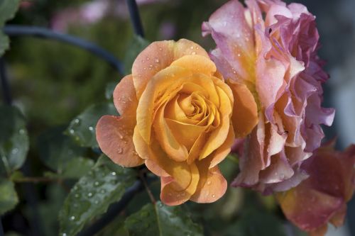 rose flower b