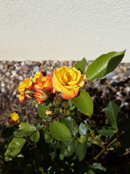 rose garden flower