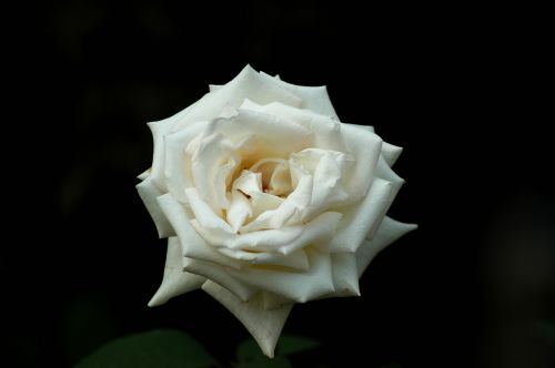 rose flowers white rose