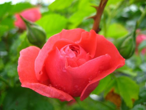 rose red rose blooms