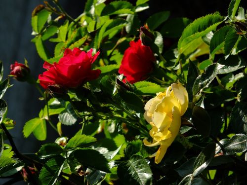 rose wild rose rosebush